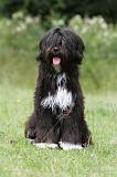 TERRIER DU TIBET 079